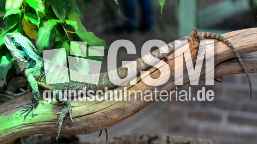 Australische Wasseragame (2).jpg